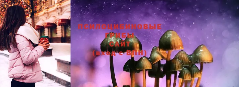 гидра онион  Старая Купавна  Псилоцибиновые грибы Cubensis 